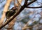 Male Australasian FigbirdÂ 